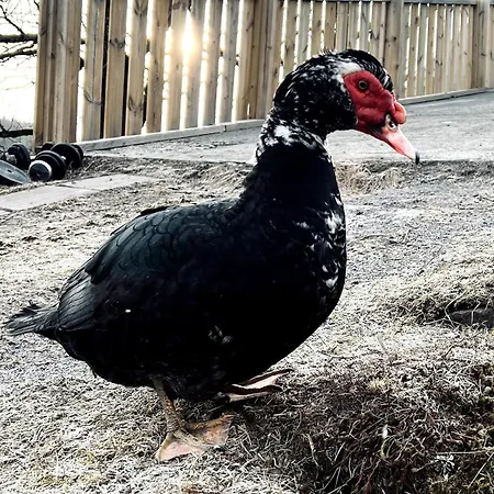别墅 Farm At Lokka Farm Baerums Verk