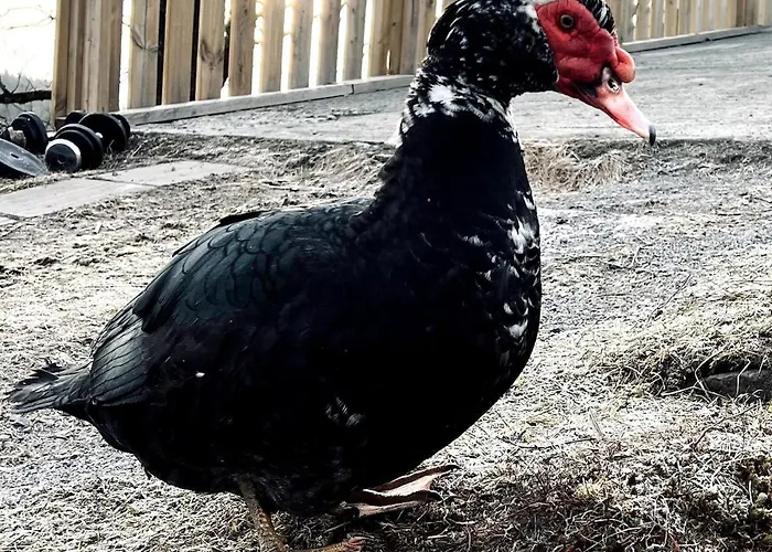 Villa Farm At Lokka Farm Baerums Verk